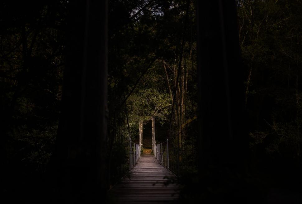 Free Image of Dark Path Cutting Through Forest 