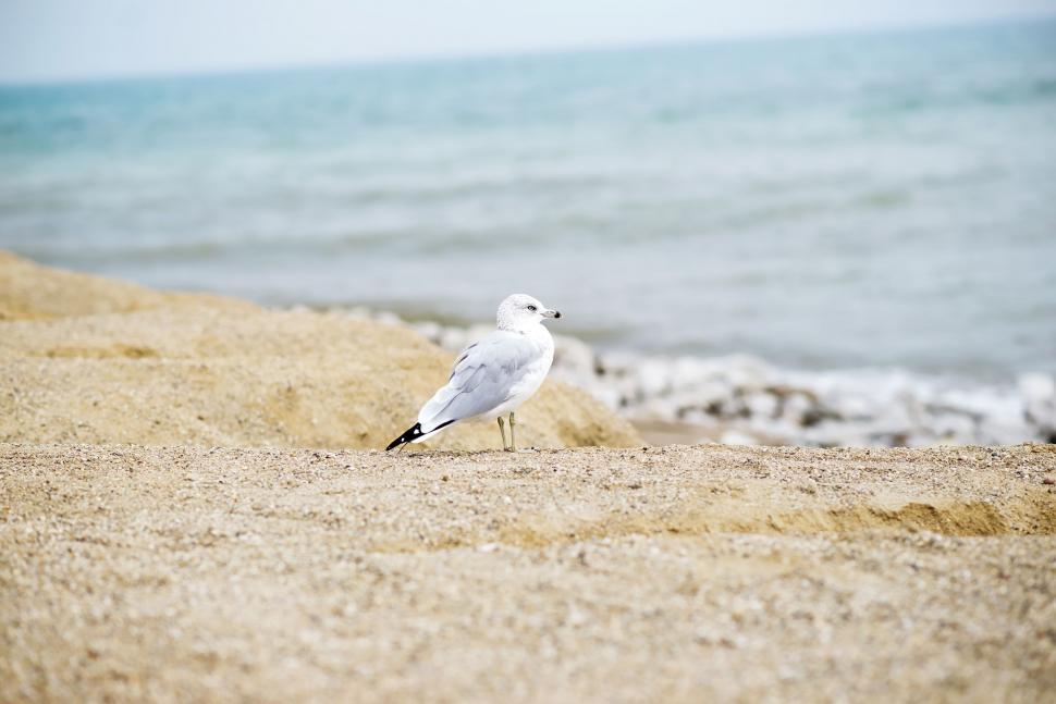 Free Image of Seagull Standing on Beach Next to Ocean 