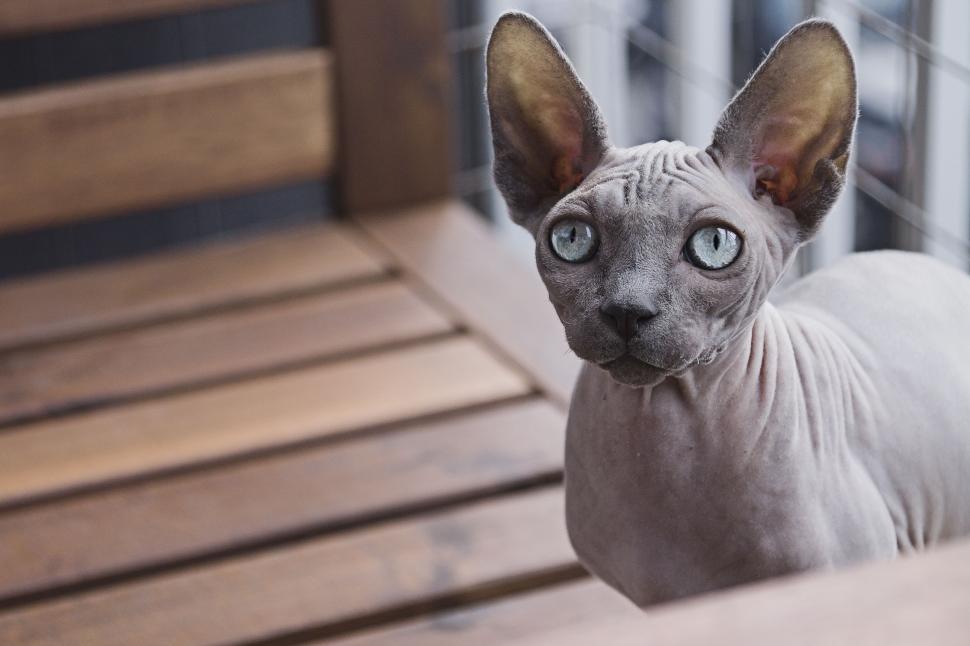 Free Image of Hairless Cat With Blue Eyes on Wooden Bench 