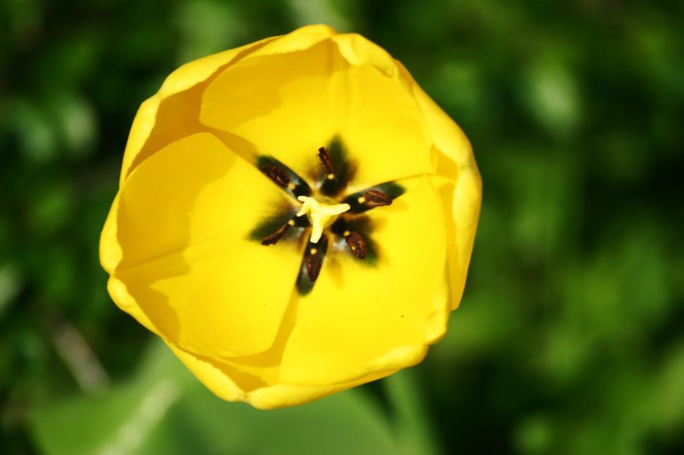 Free Image of Yellow Flower 