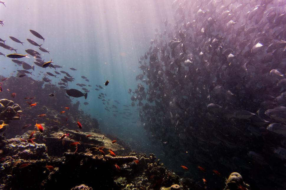 Free Image of School of Fish Swimming Above Coral Reef 