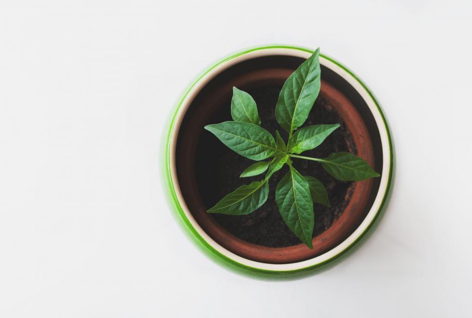 Free Image of Potted Plant With Green Leaves 
