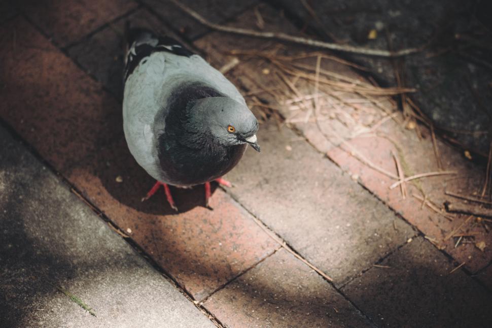 Free Image of Pigeon Standing on Brick Floor 