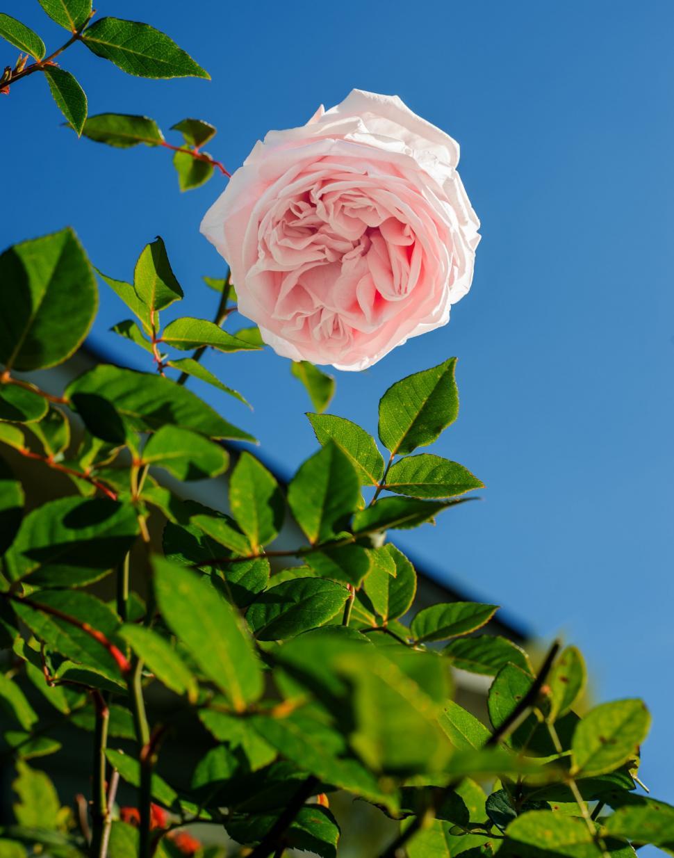 Free Image of A Single Pink Rose Resting on Top of a Bush 