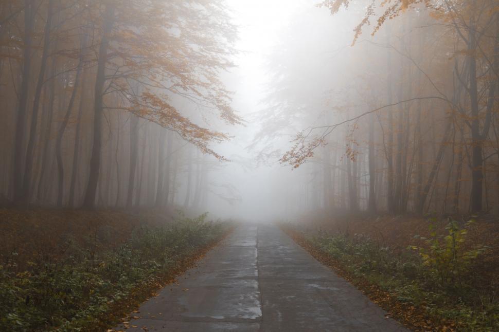 Free Image of Foggy Path in the Middle of a Forest 