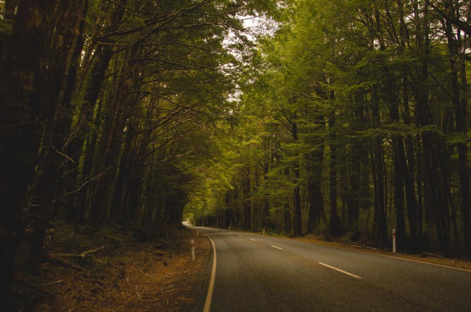 Free Image of Car Driving Down Road Surrounded by Tall Trees 