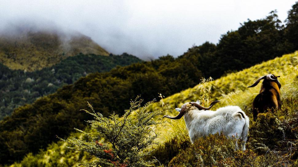 Free Image of Two Goats Standing on Lush Green Hillside 