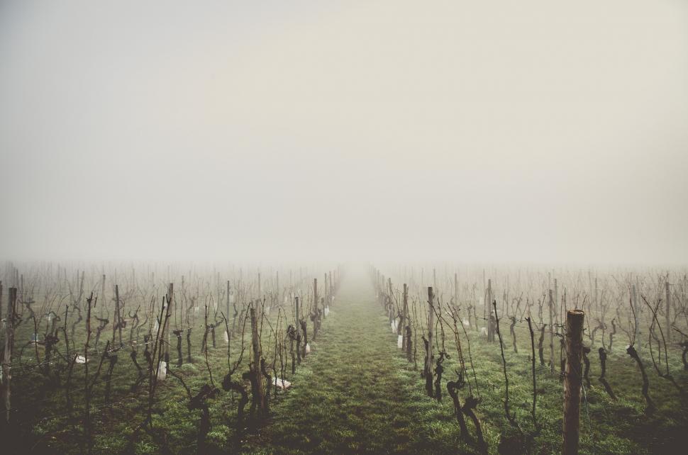 Free Image of Foggy Day in a Vineyard Field 