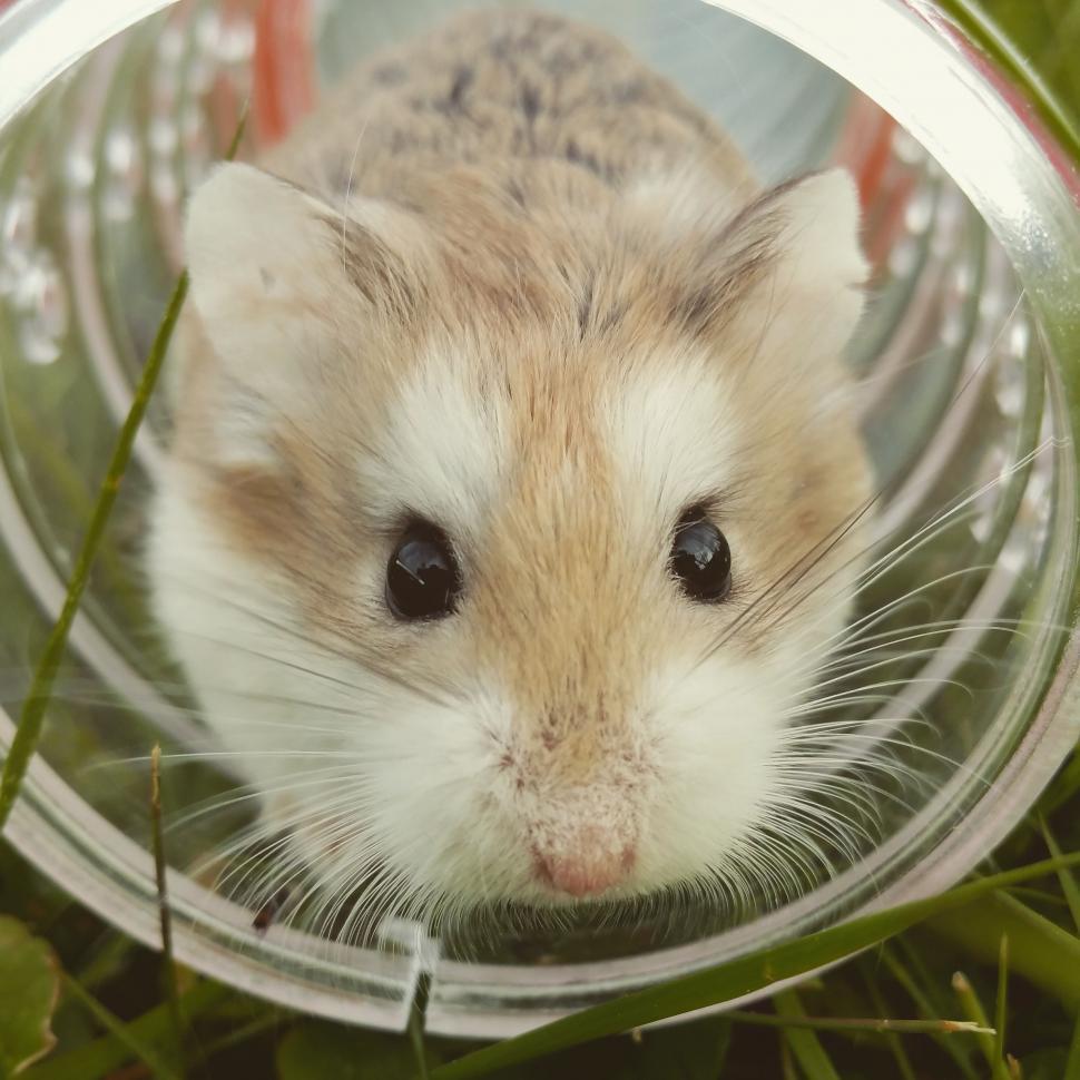 Free Image of Hamster in Plastic Container on Grass 