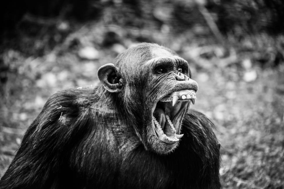 Free Image of Chimpanzee Sitting in Black and White 