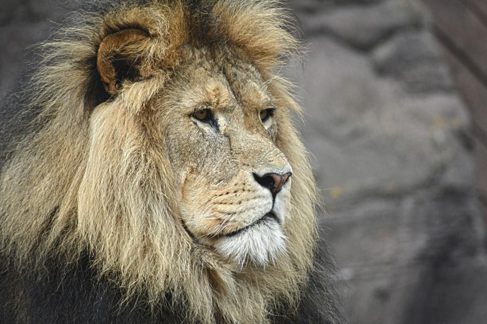 Free Image of Close Up of Lion Near Rock Wall 