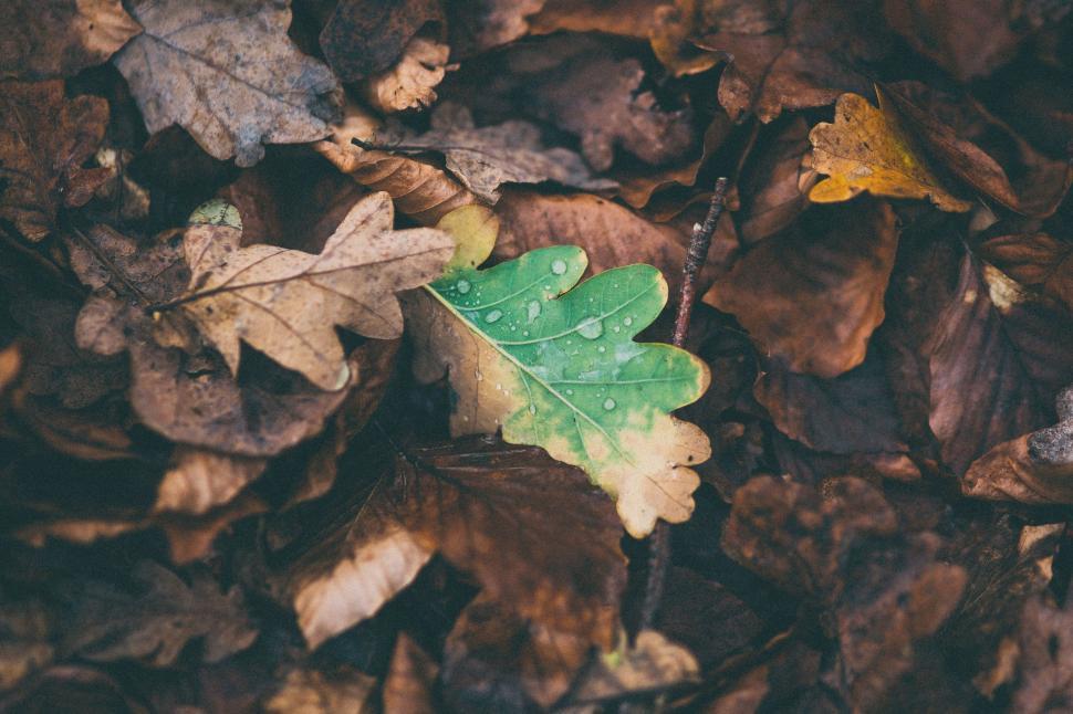 Free Image of Green Leaf Resting on Pile of Leaves 