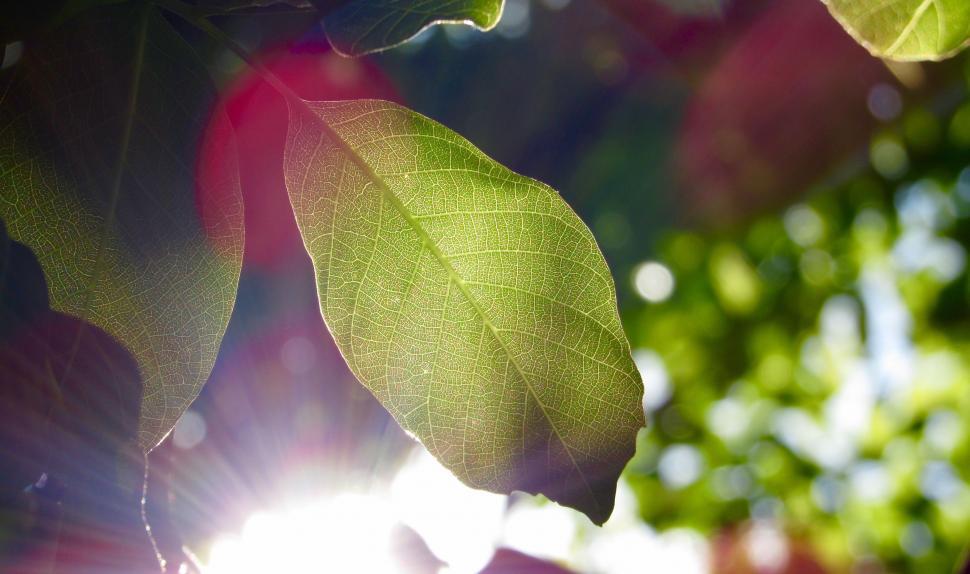 Free Image of Sunlight Shining Through the Leaves of a Tree 