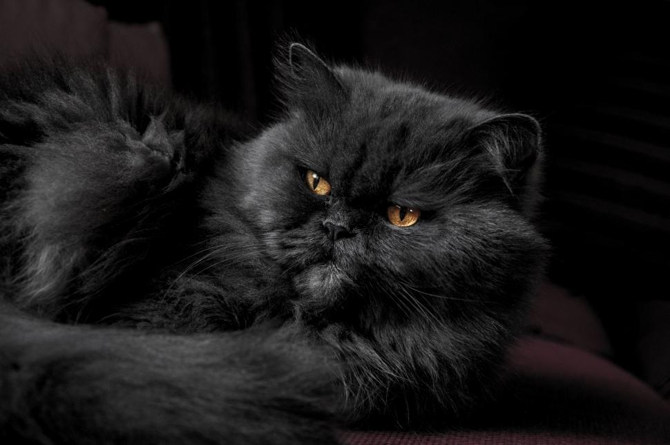 Free Image of Fluffy Black Cat Laying on Top of a Couch 