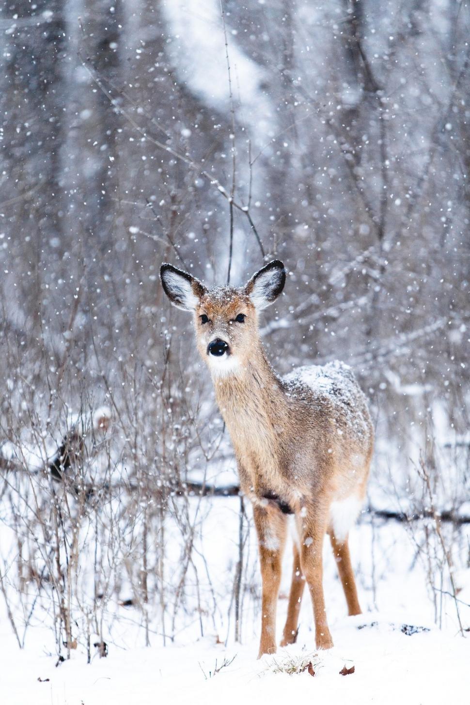 Free Image of Deer Standing in Snowy Forest 