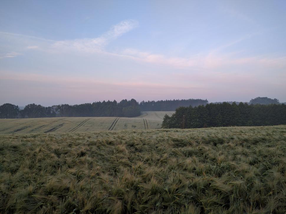 Free Image of Large Field of Grass With Trees in Background 