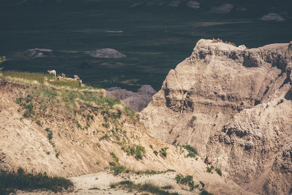 Free Image of Group of Animals Standing on Top of Cliff 