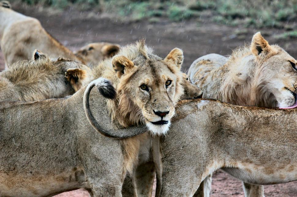 Free Image of Group of Lions Standing Together 