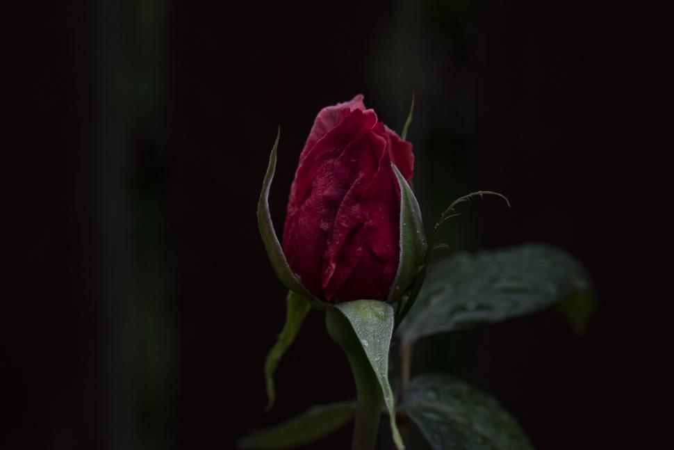 Free Image of A Single Red Rose in the Dark 