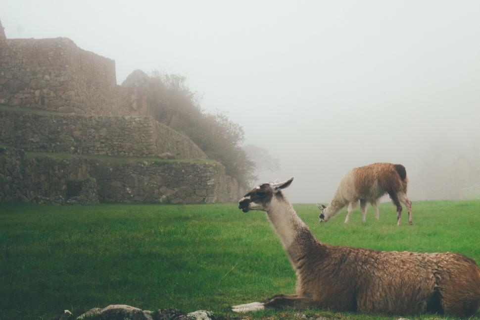 Free Image of Two Llamas Grazing in Field With Stone Structure in Background 