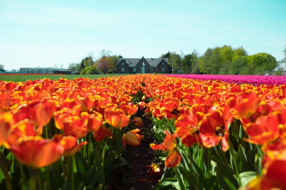 Free Image of House Overlooking Field of Flowers 
