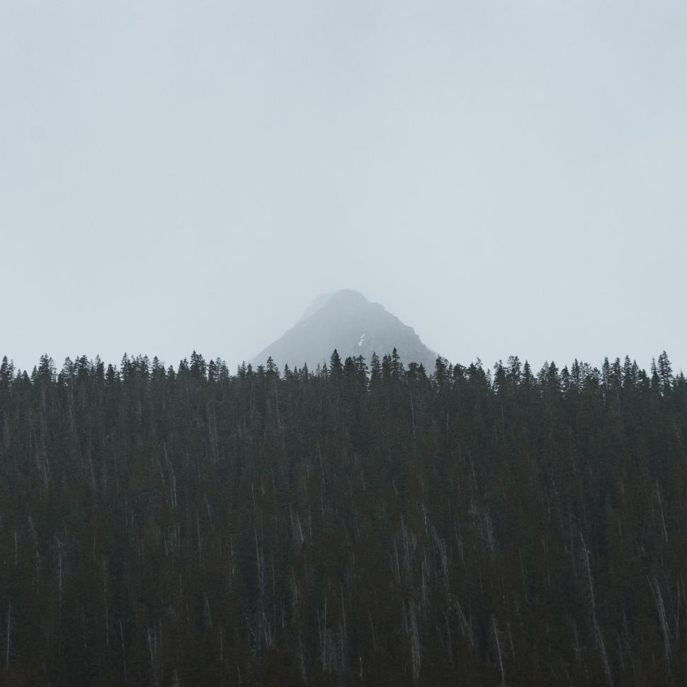 Free Image of Forest With Mountain in Background 