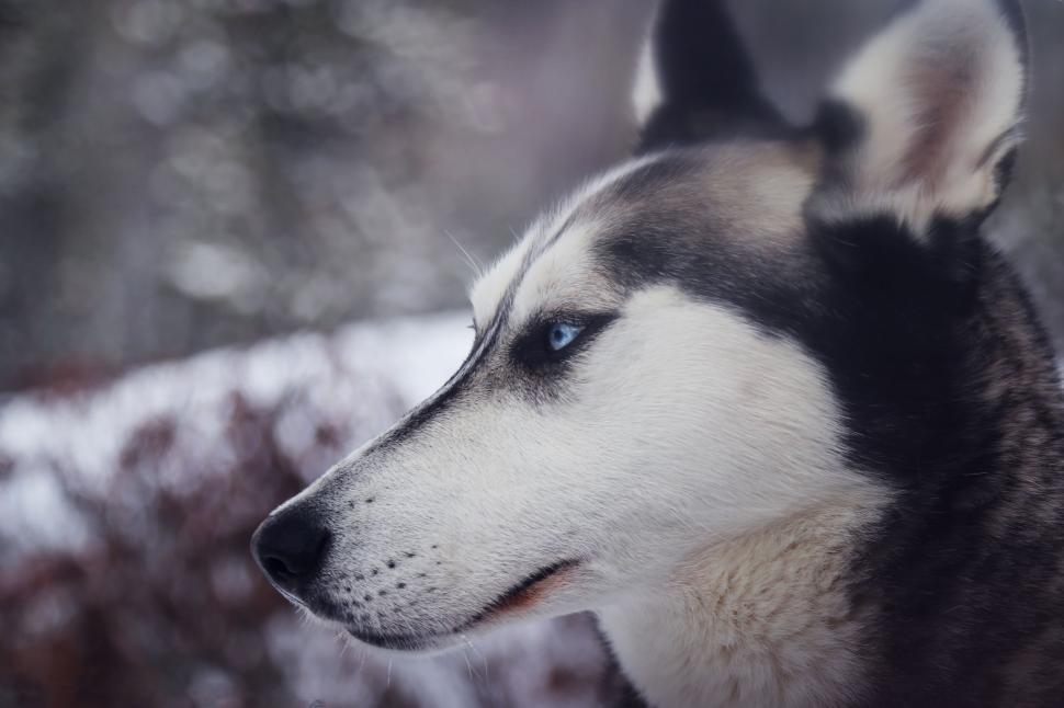 Free Image of Black and White Husky Dog Gazing Into the Distance 