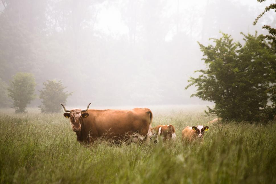 Free Image of Cow and Two Calves Grazing in Tall Grass Field 