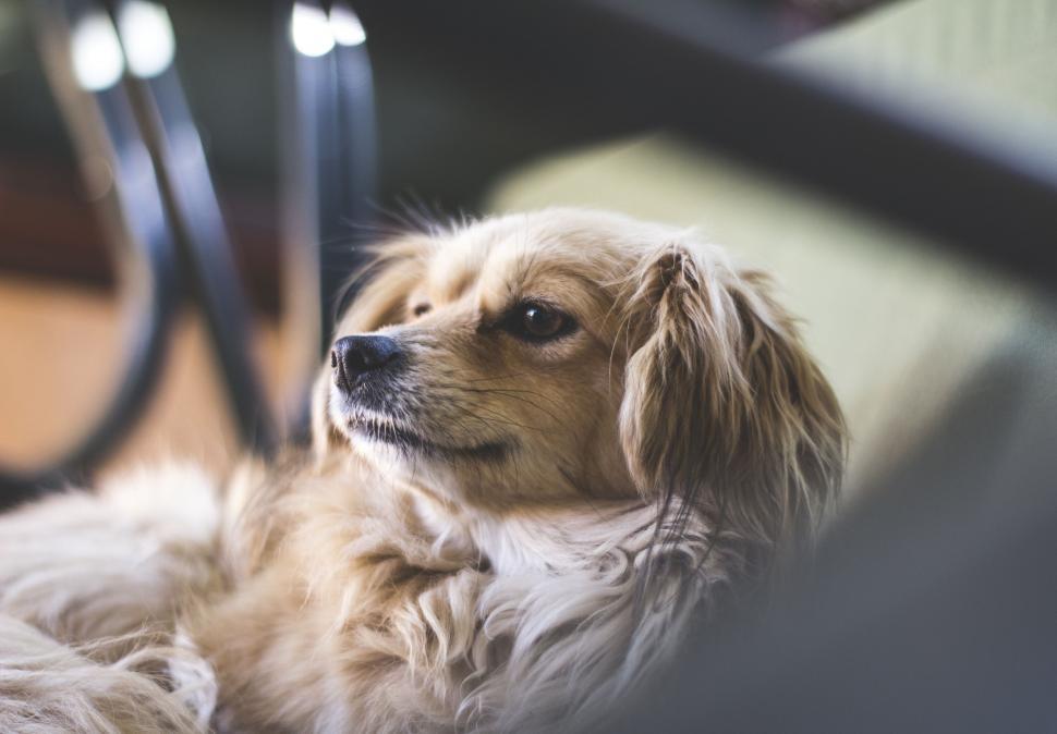 Free Image of Dog Sitting Next to Chair 
