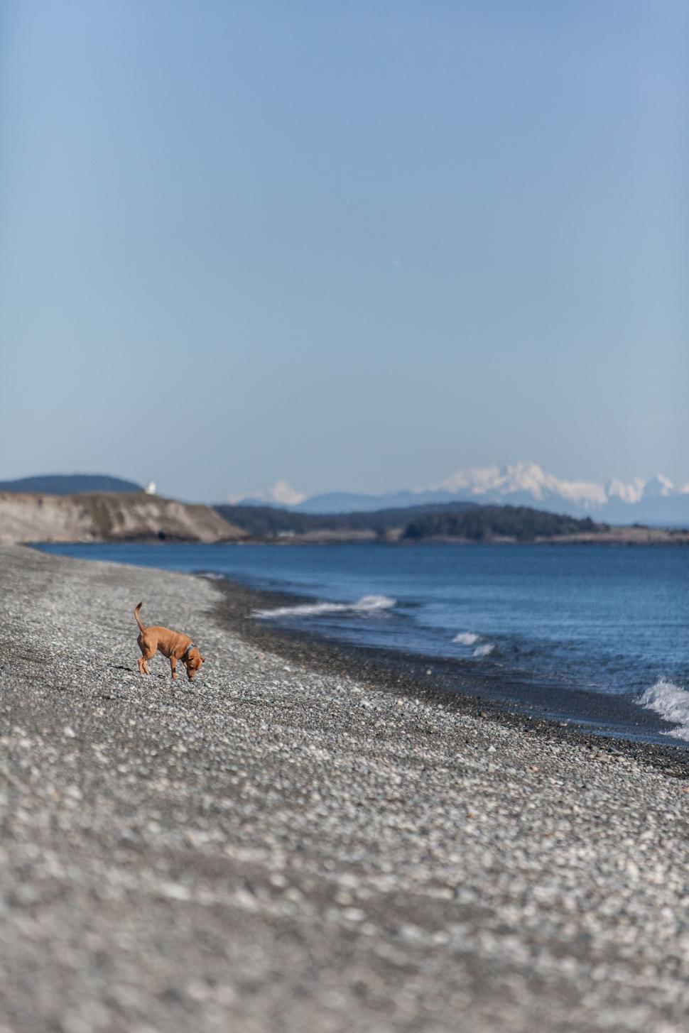 Free Image of Dog Walking on Beach Next to Ocean 