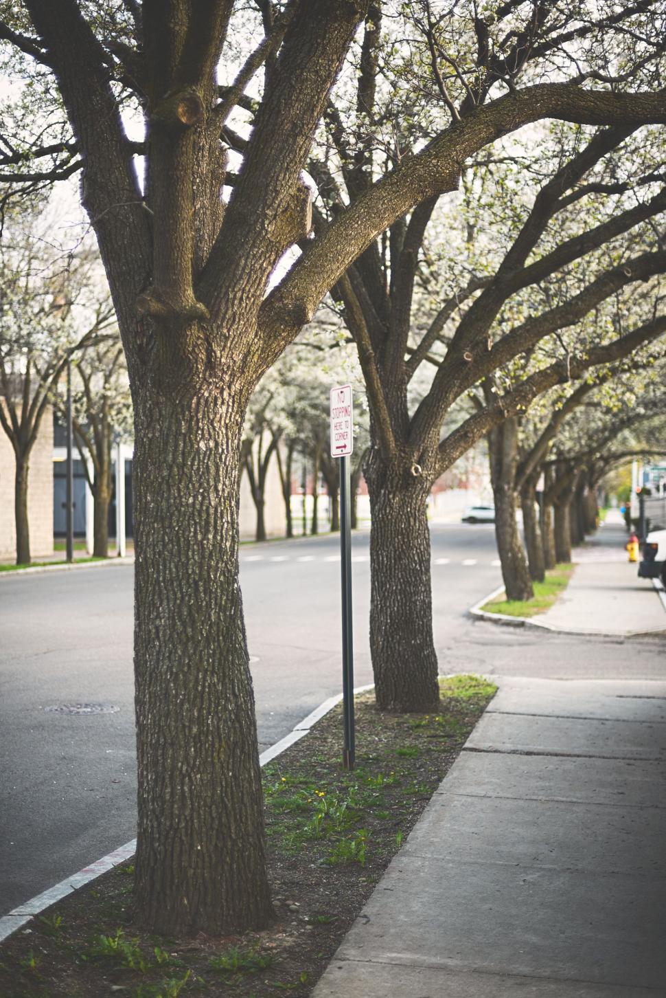 Free Image of Tree-Lined Street Alongside Sidewalk 