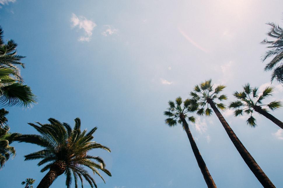 Free Image of Group of Palm Trees Against Blue Sky 