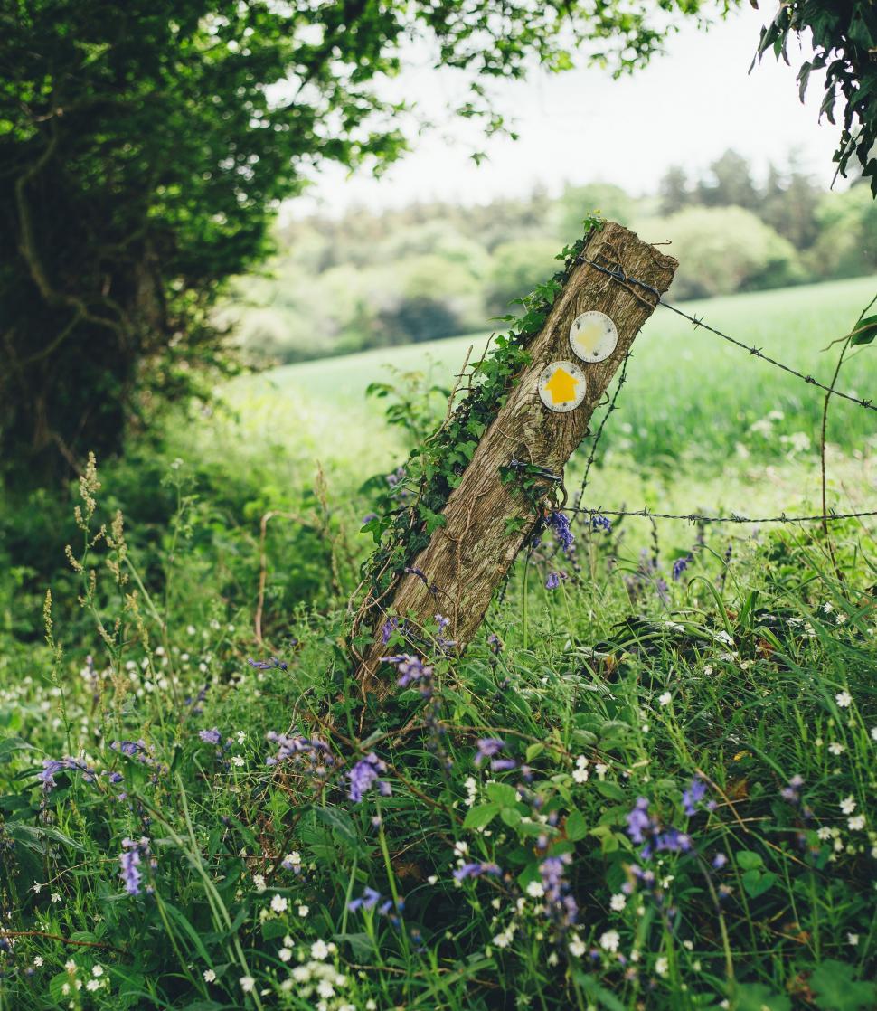 Free Image of Wooden Fence Surrounded by Field Flowers 