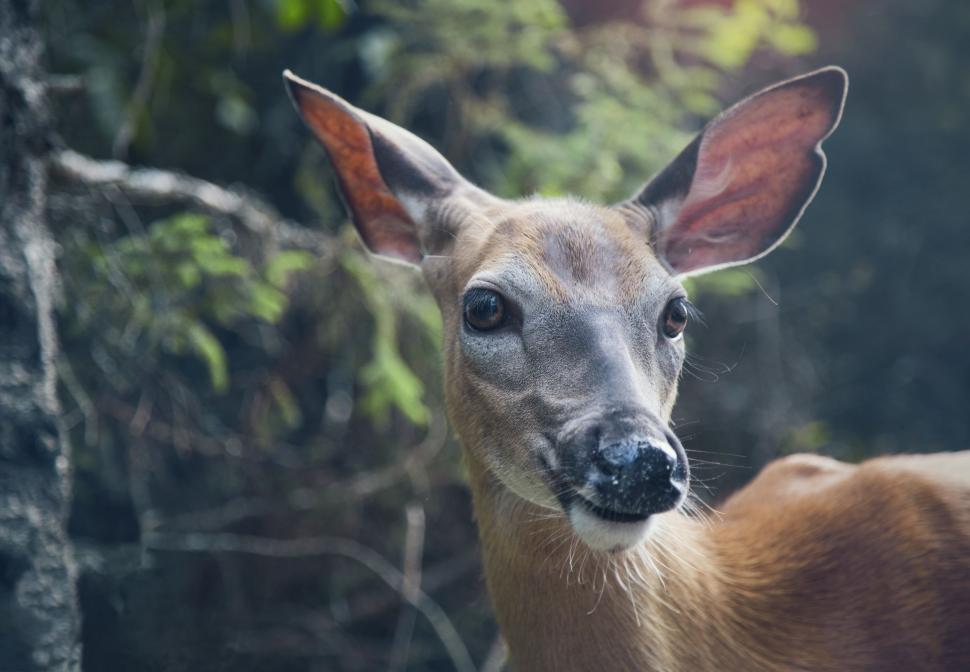 Free Image of Close Up of Deer Looking at Camera 