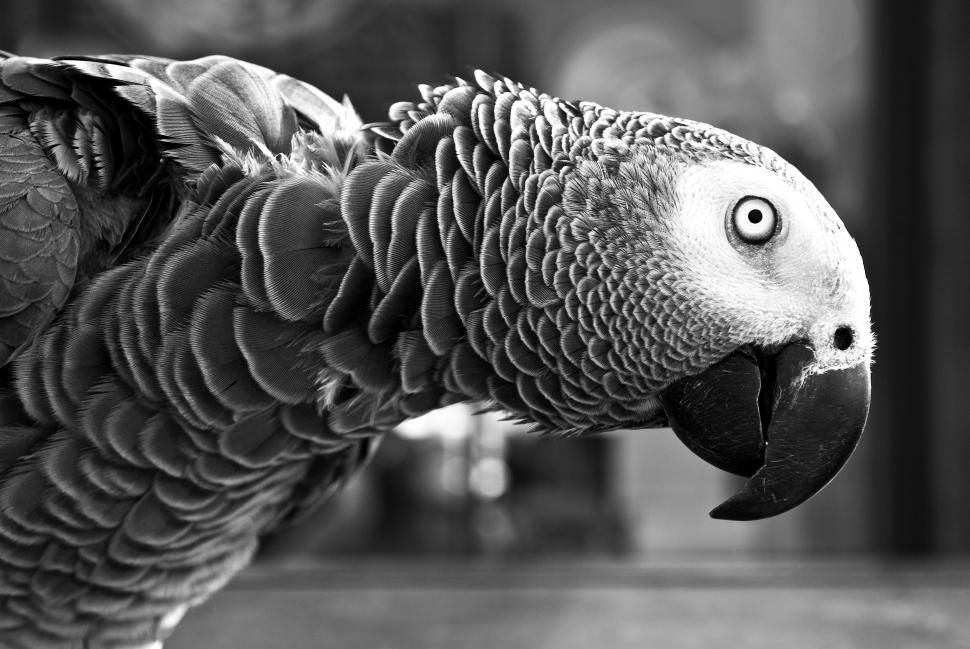 Free Image of Black and White Parrot Perching on Branch 