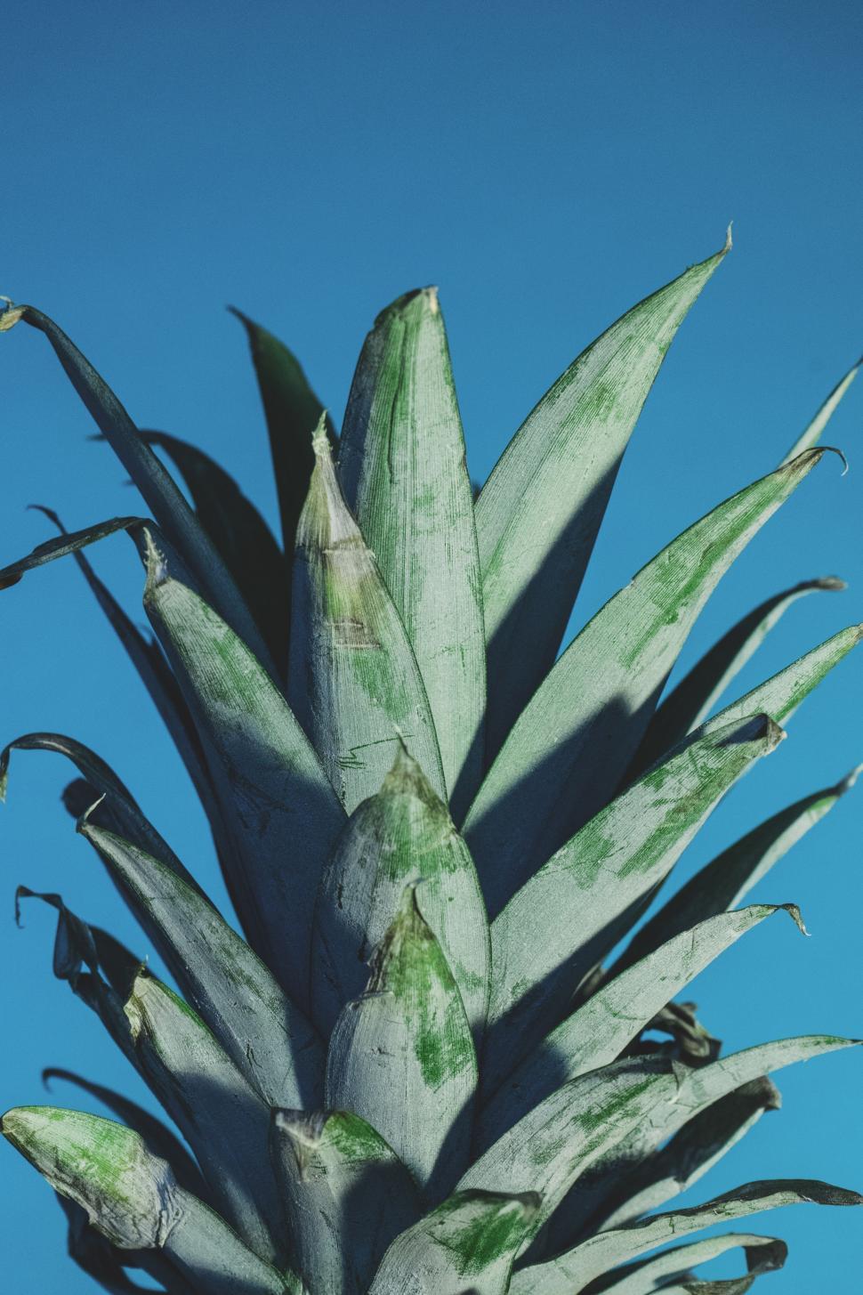 Free Image of Close Up of Pineapple Against Blue Sky 