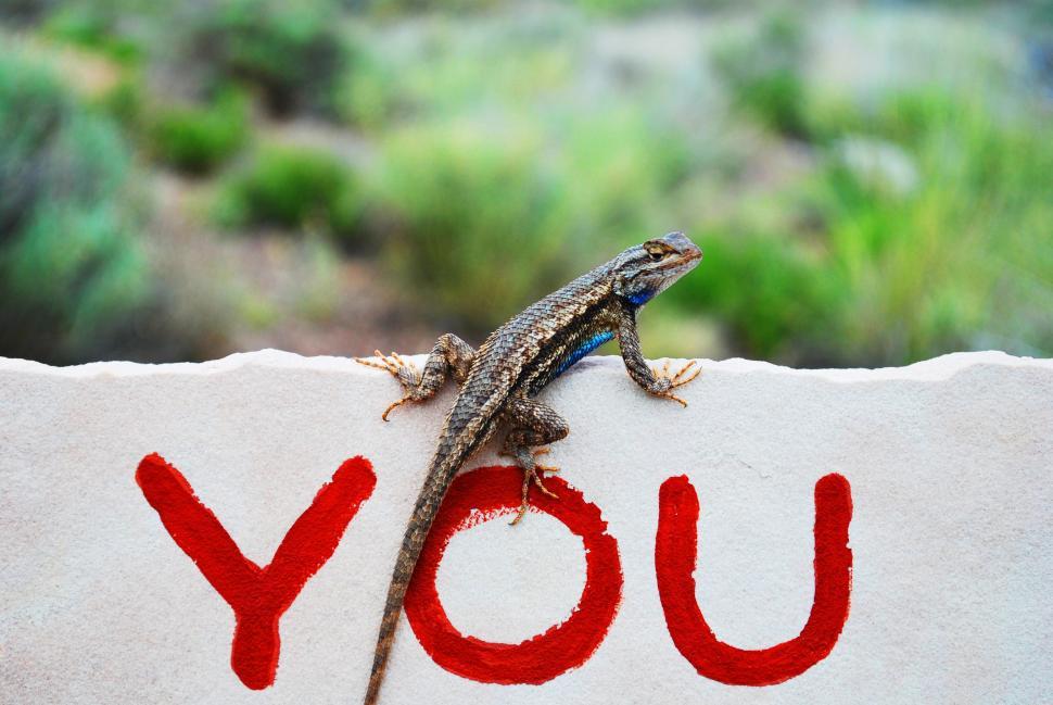 Free Image of Lizard Sitting on Top of Sign That Says You 