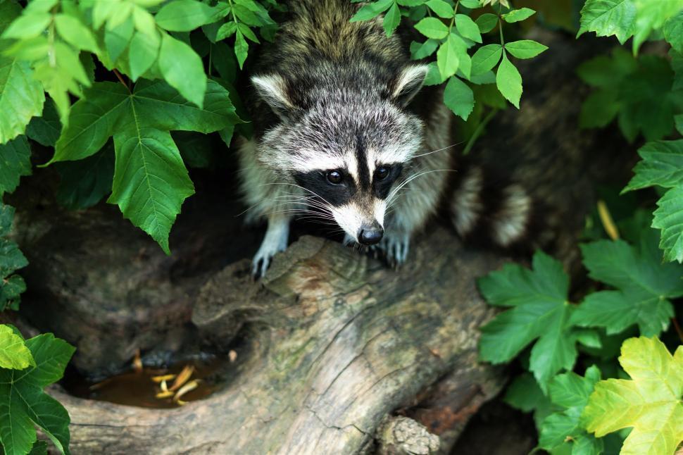 Free Image of Raccoon Standing on Top of a Tree Branch 