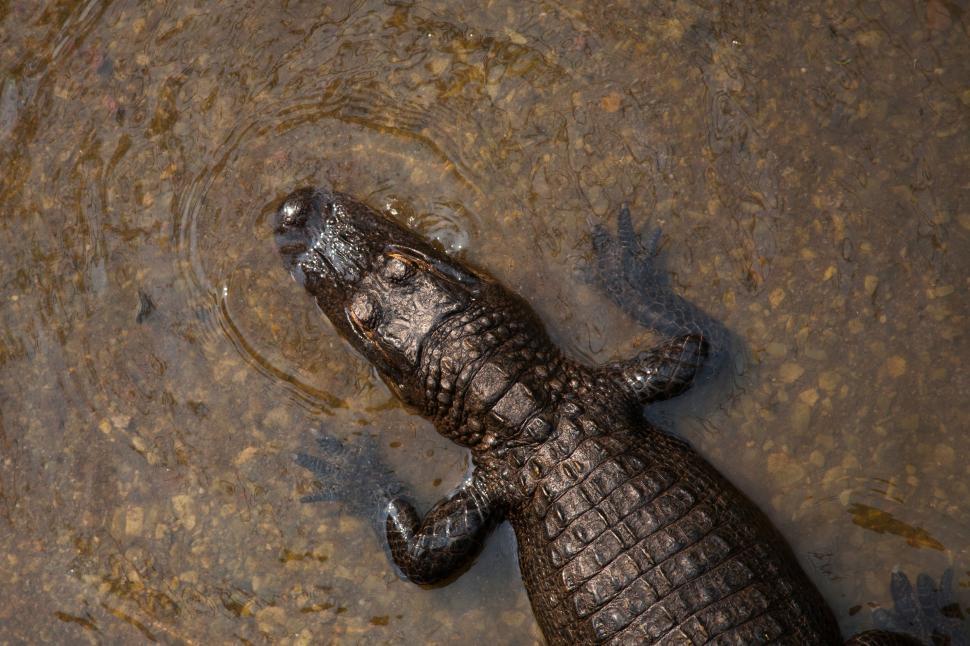 Free Image of Large Alligator Laying in Pool of Water 