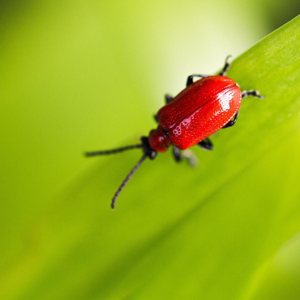 Free Image of Red Bug Perched on Green Leaf 