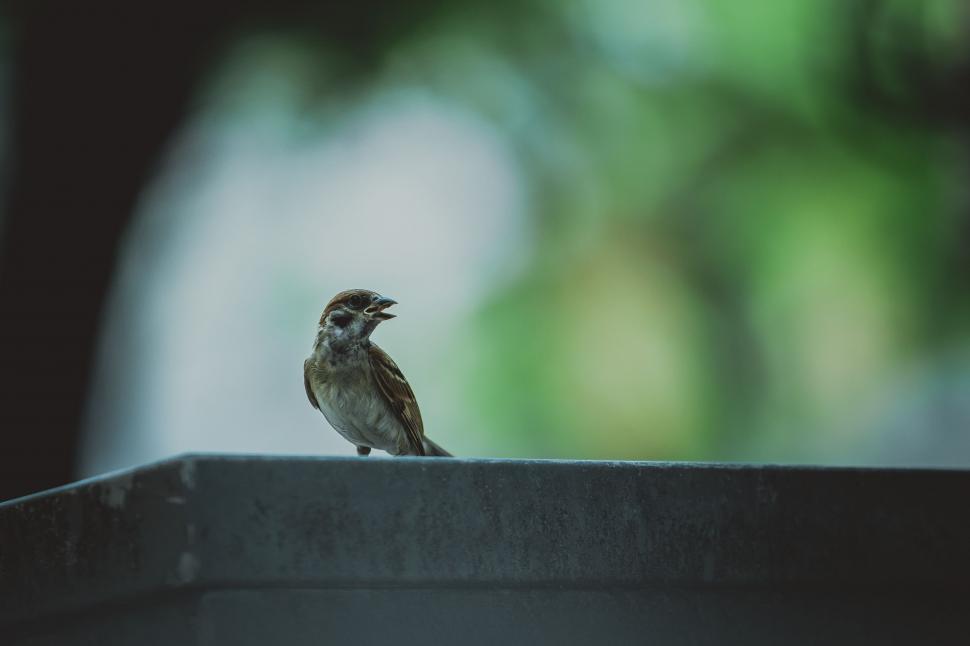 Free Image of Small Bird Perched on Wooden Ledge 