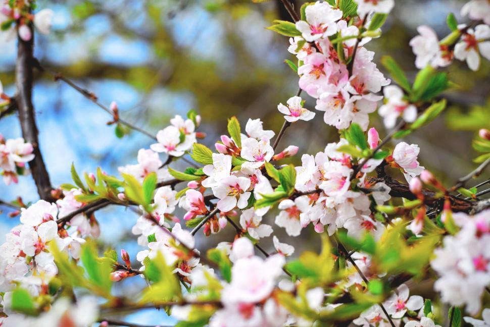 Free Image of Close Up of Tree With White and Pink Flowers 