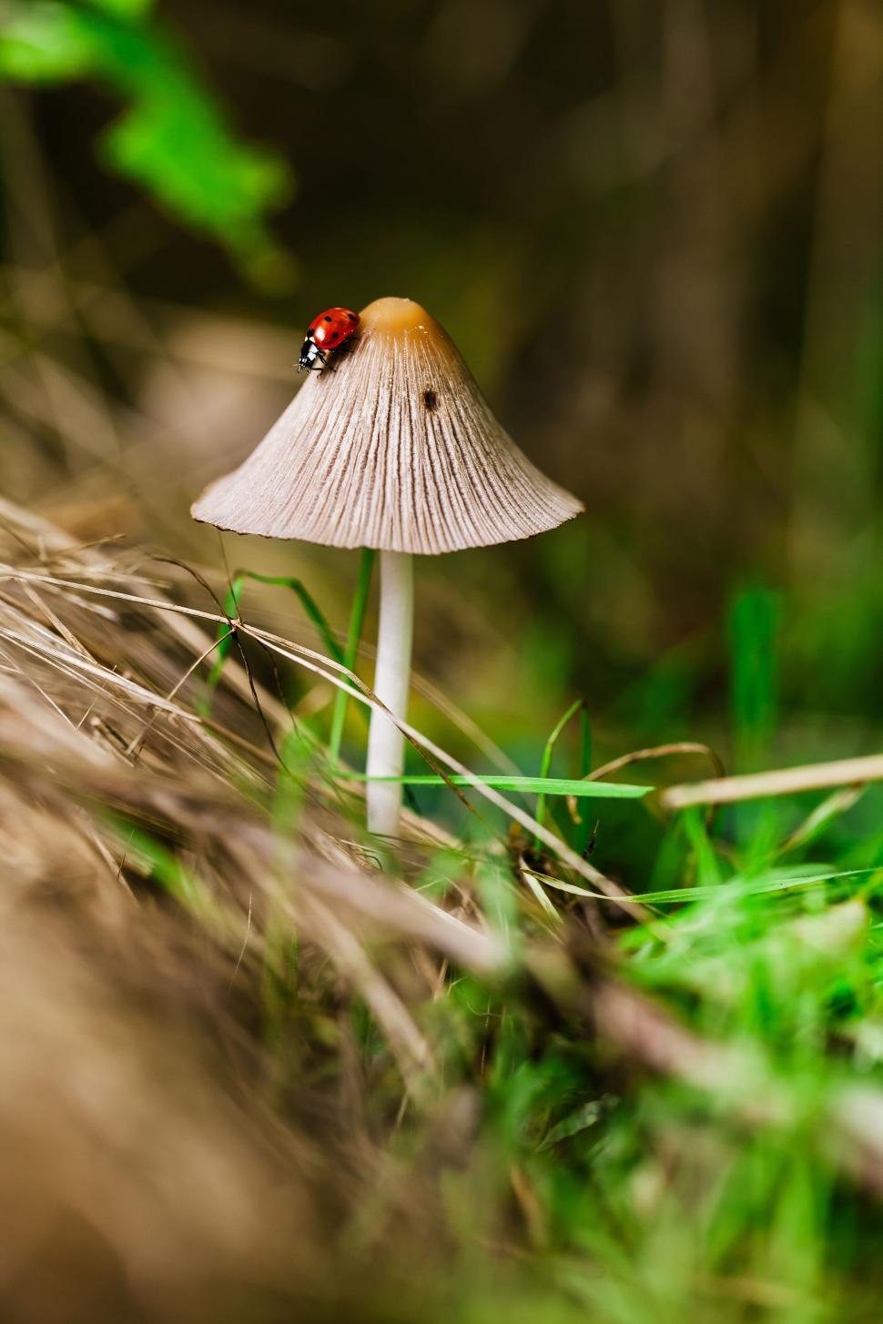 Free Image of Small White Mushroom With Ladybug 