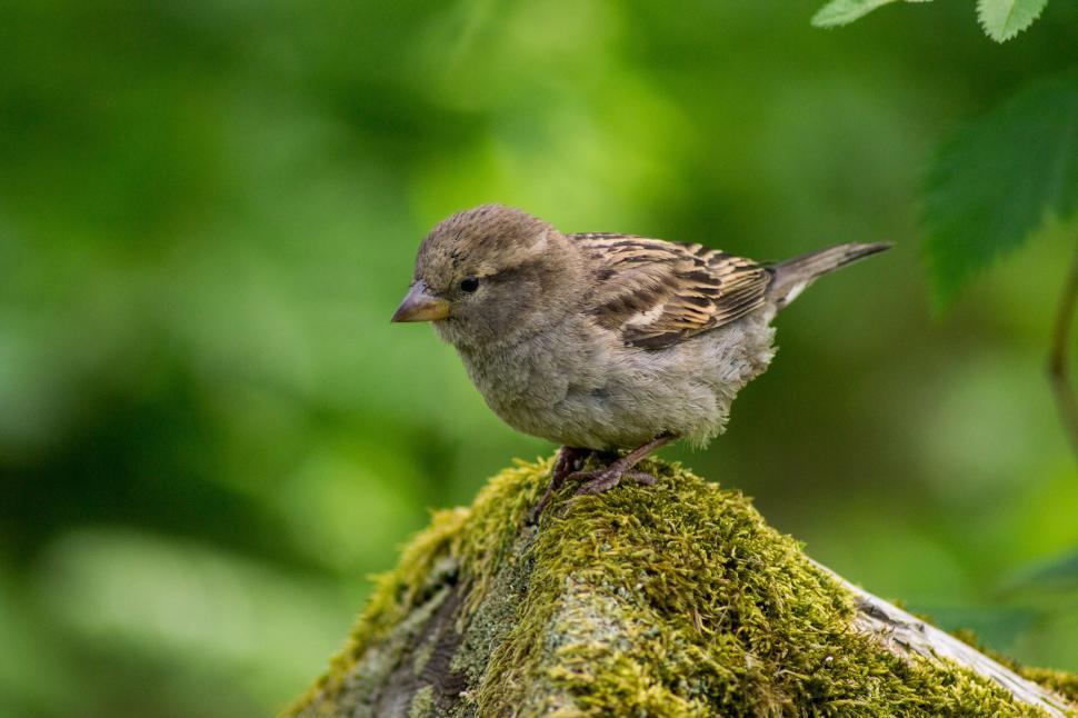 Free Image of Small Bird Perched on Moss Covered Tree 