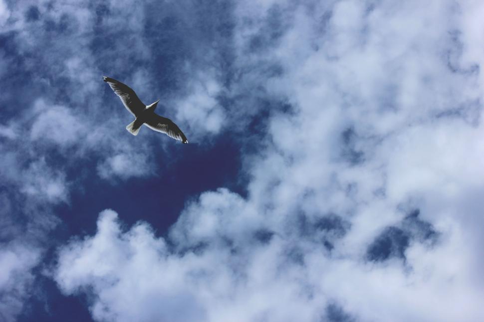 Free Image of Bird Flying Through a Cloudy Blue Sky 