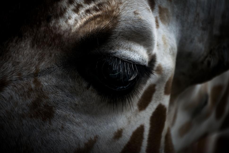 Free Image of Close Up of a Giraffes Eye 