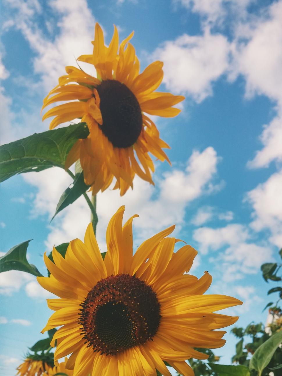 Free Image of Three Sunflowers Standing Tall in Field Under Blue Sky 
