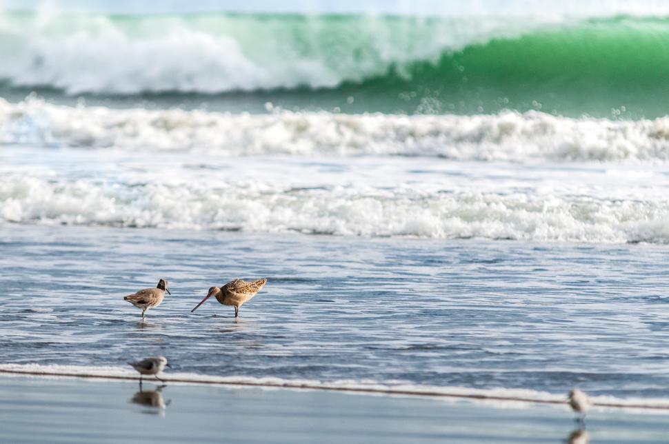 Free Image of Two Birds Standing on Beach by Ocean 