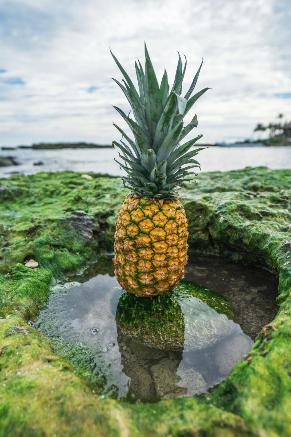 Free Image of Pineapple on Water Puddle 