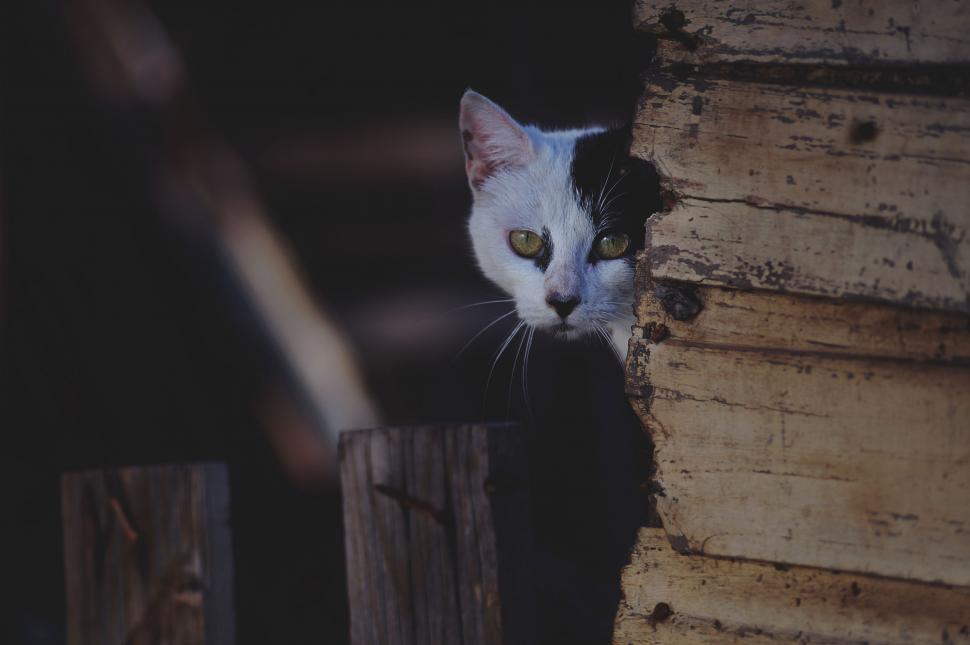 Free Image of Black and White Cat Peeking From Behind Wooden Fence 